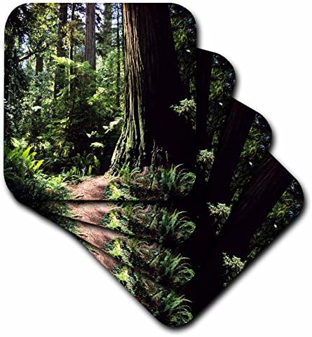 3dRose CST_88337_1 Vörösfenyő Erdő Észak-Kaliforniában-Us05 Dfr0200-David R. Frazier-Puha, Alátétek, Készlet 4